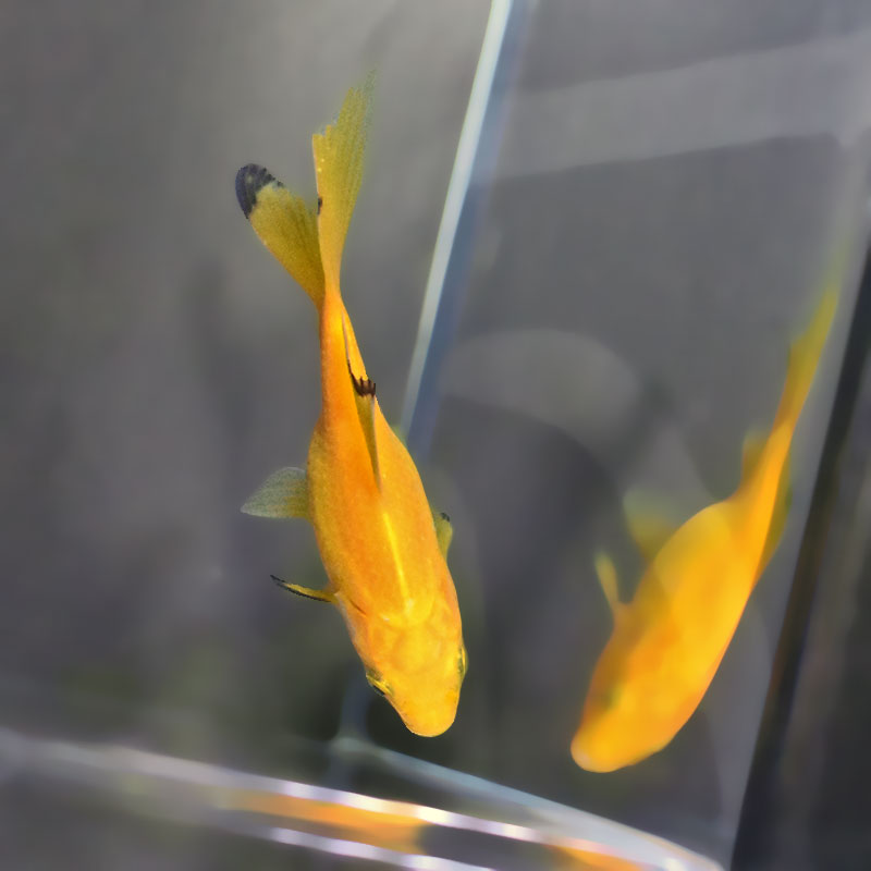 金魚王子】キラキラ 8～9cm前後 (個体番号：xsw975) 金魚 きんぎょ