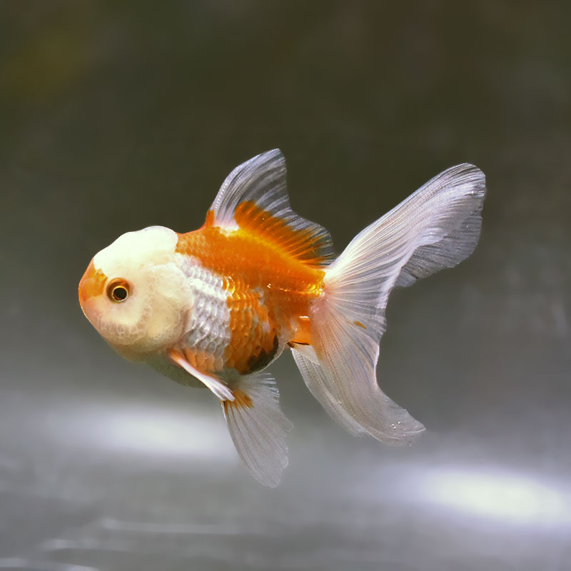 金魚 金魚王子】更紗バルーンオランダ 10±1cm前後 (個体番号：zaq254) 金魚