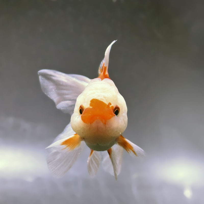 金魚王子】更紗バルーンオランダ 10±1cm前後 (個体番号：zaq254) 金魚