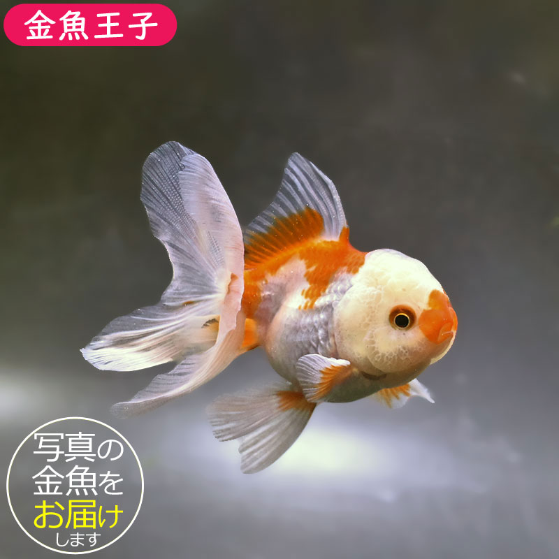 金魚王子】更紗バルーンオランダ 10±1cm前後 (個体番号：zaq254) 金魚