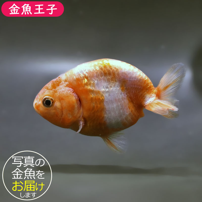 金魚王子】桜錦 9cm前後 (個体番号：zaq430) 金魚 きんぎょ 生体