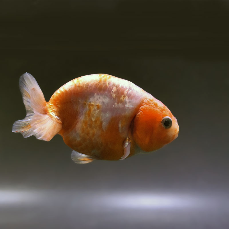 金魚王子】桜錦 9cm前後 (個体番号：zaq430) 金魚 きんぎょ 生体