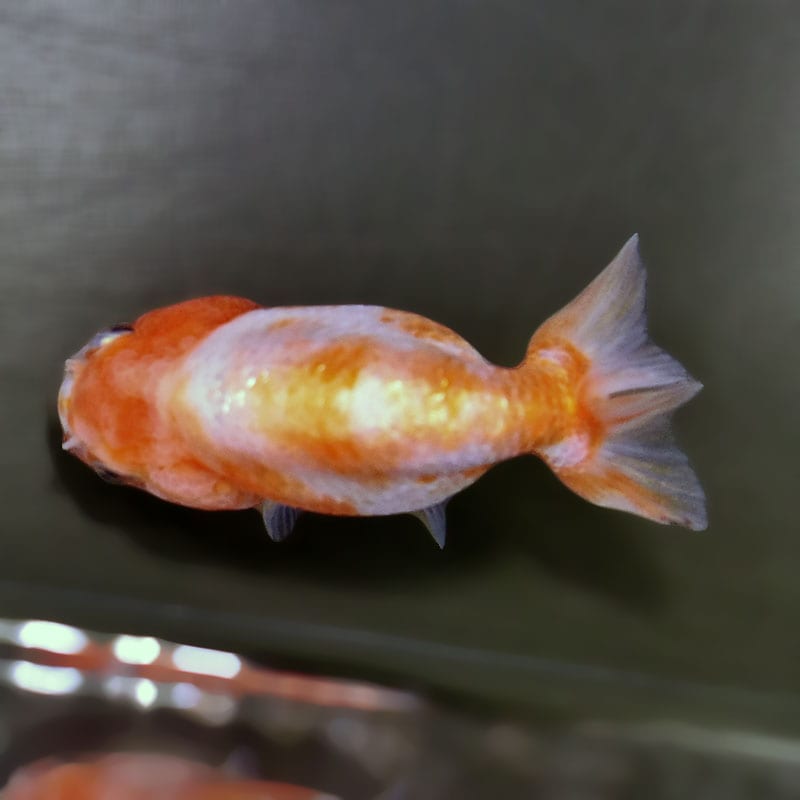 金魚一位　 金魚王子】桜錦 9cm前後 (個体番号：zaq430) 金魚 きんぎょ 生体