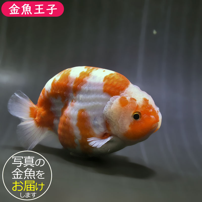 金魚王子】桜錦 14cm前後 (個体番号：zaq604) 金魚 きんぎょ 生体