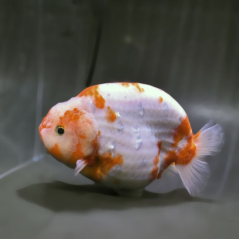 金魚王子】桜錦 14cm前後 (個体番号：zaq604) 金魚 きんぎょ 生体