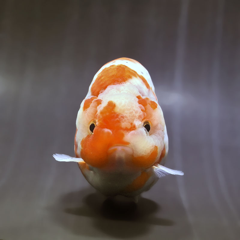 金魚王子】桜錦 14cm前後 (個体番号：zaq604) 金魚 きんぎょ 生体