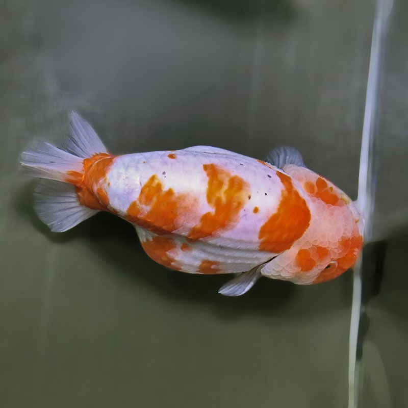 金魚一位　 金魚王子】桜錦 14cm前後 (個体番号：zaq604) 金魚 きんぎょ 生体