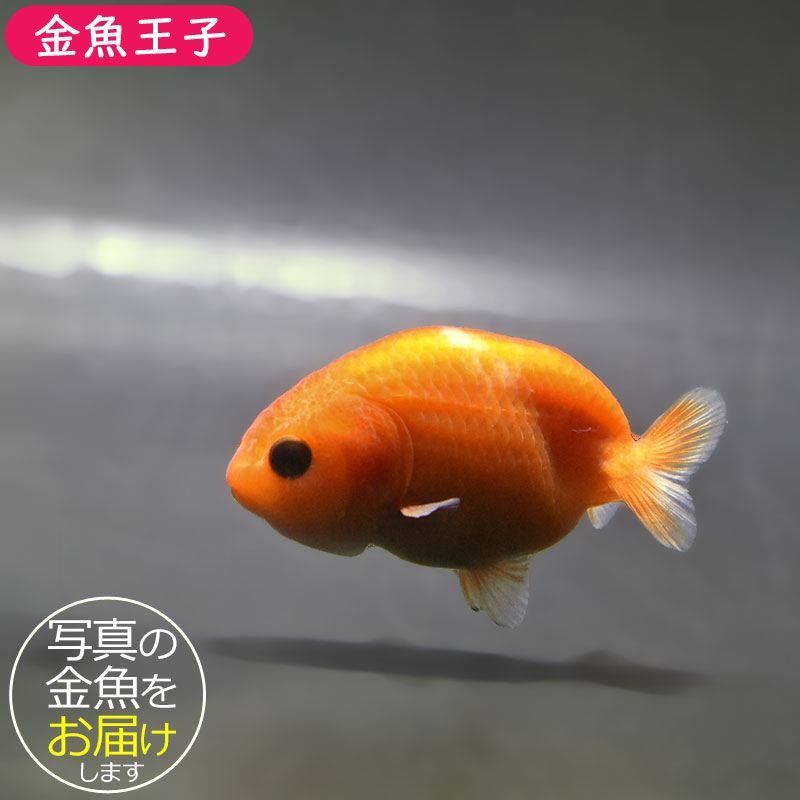 金魚王子】桜錦 6±1cm前後 (個体番号：zaq767) 金魚 きんぎょ 生体