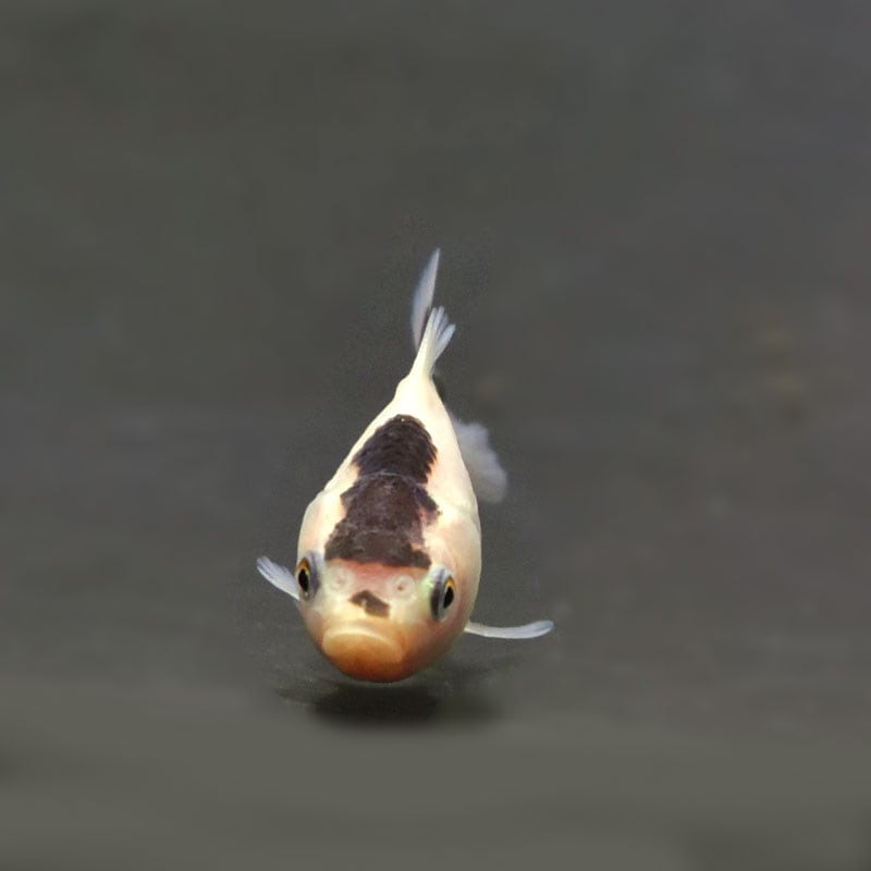 コレクション放出!!!　パキポディウム　獅子大黒　タッキー 金魚王子】ベビー（白黒）オランダ 5±1cm前後 (個体番号：cde364) 金魚