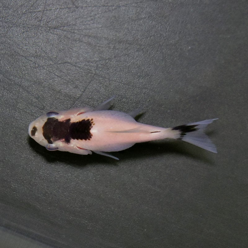 金魚王子】ベビー（白黒）オランダ 5±1cm前後 (個体番号：cde364) 金魚