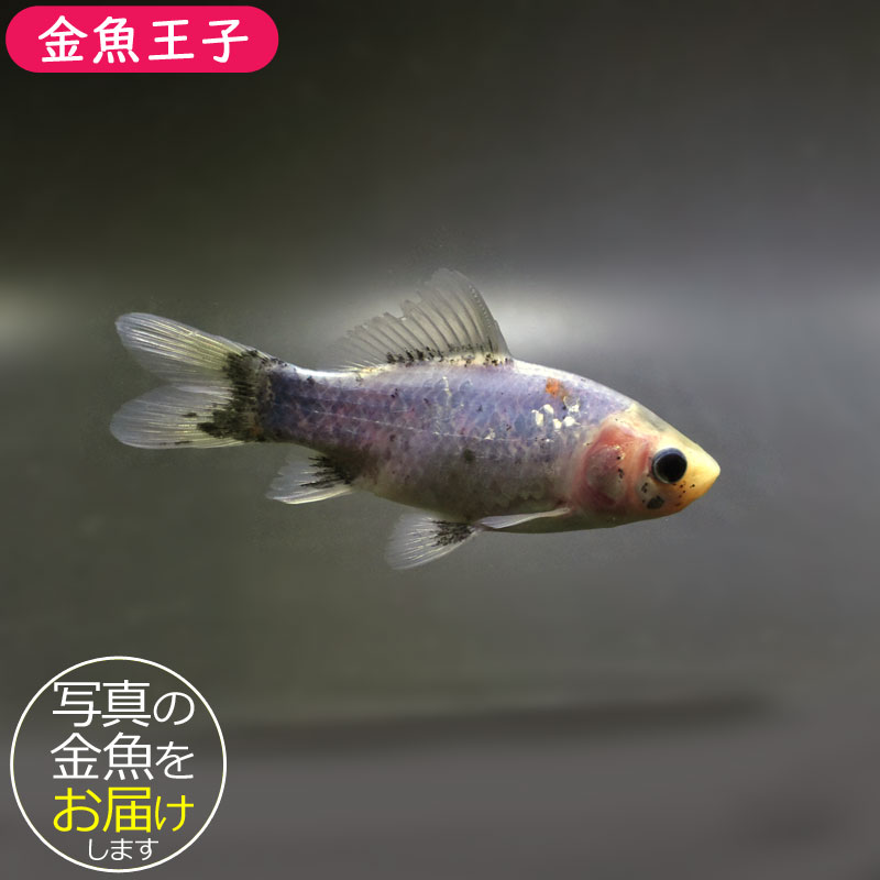 金魚王子】シルク朱文金 9±1cm前後 (個体番号：cde545) 金魚 きんぎょ
