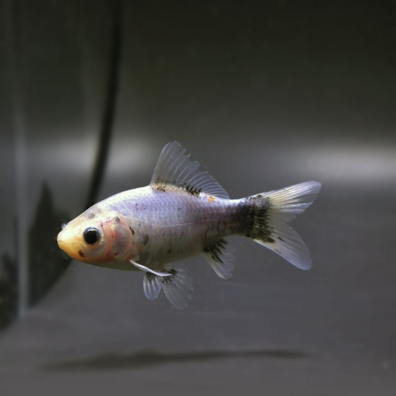 金魚 金魚王子】シルク朱文金 9±1cm前後 (個体番号：cde545) 金魚 きんぎょ