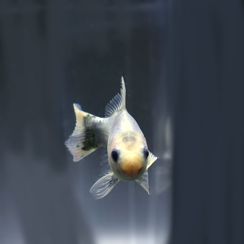 極上　大粒キラキラ金運あげてこブレス♡ Amazon.co.jp: ZEESEA ダイヤモンドグリッターリキッドアイ