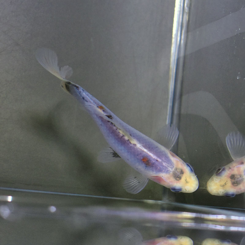 金魚王子】シルク朱文金 9±1cm前後 (個体番号：cde545) 金魚 きんぎょ