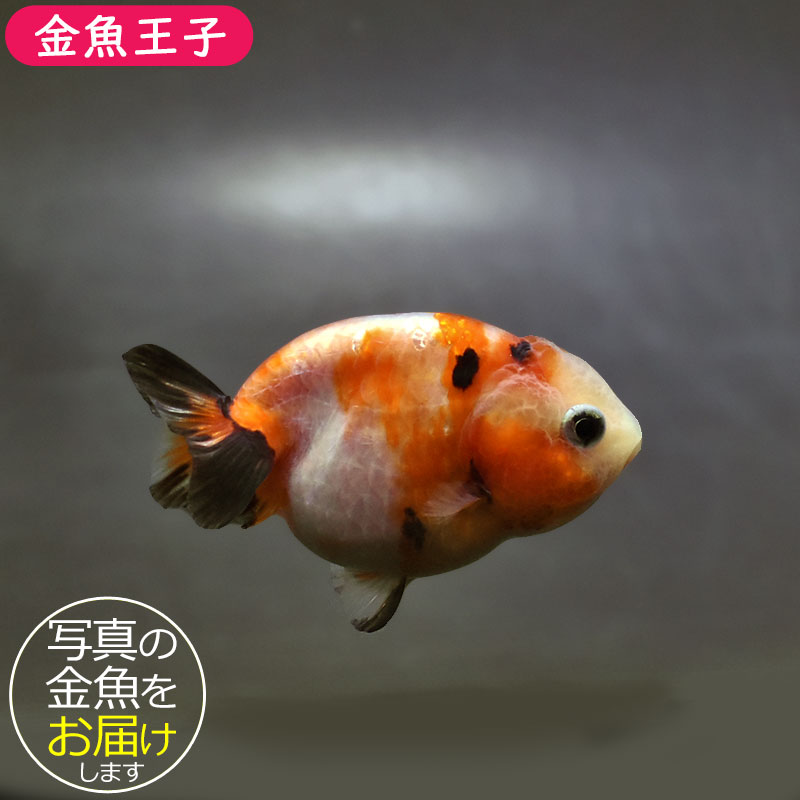 らんちゅう他 金魚王子】変わり柄らんちゅう 7～8cm前後 (個体番号：xsw136) 金魚