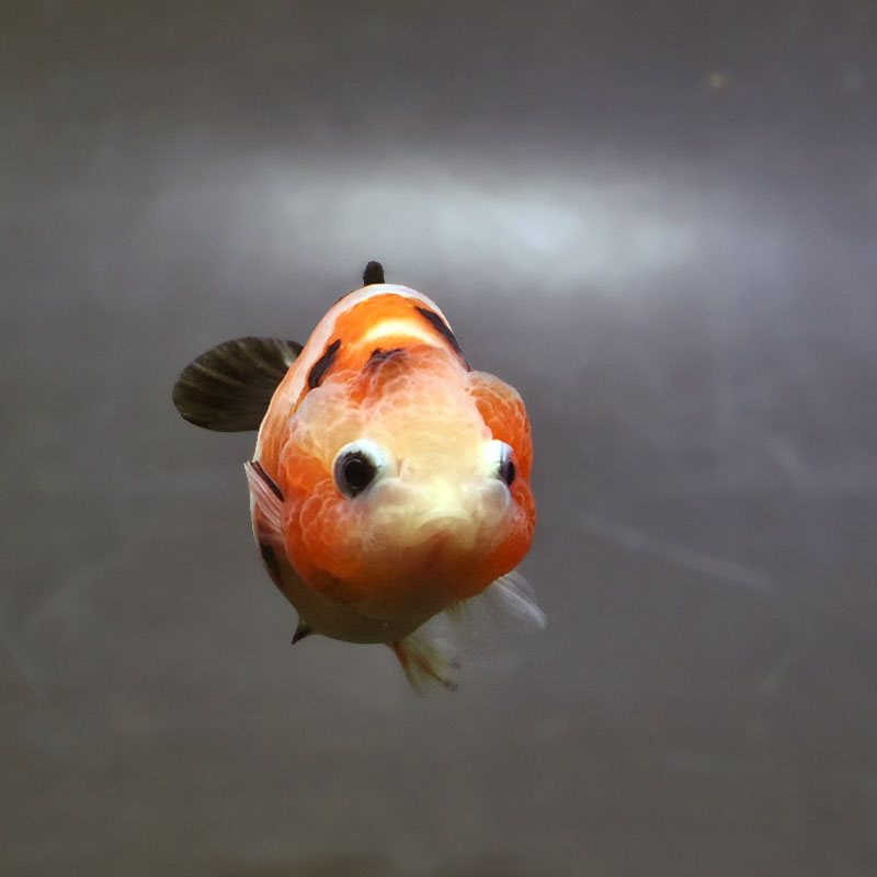 金魚王子】変わり柄らんちゅう 7～8cm前後 (個体番号：xsw136) 金魚