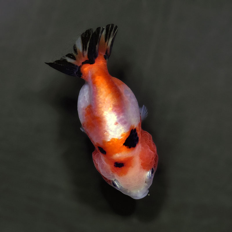 金魚王子】変わり柄らんちゅう 7～8cm前後 (個体番号：xsw136) 金魚