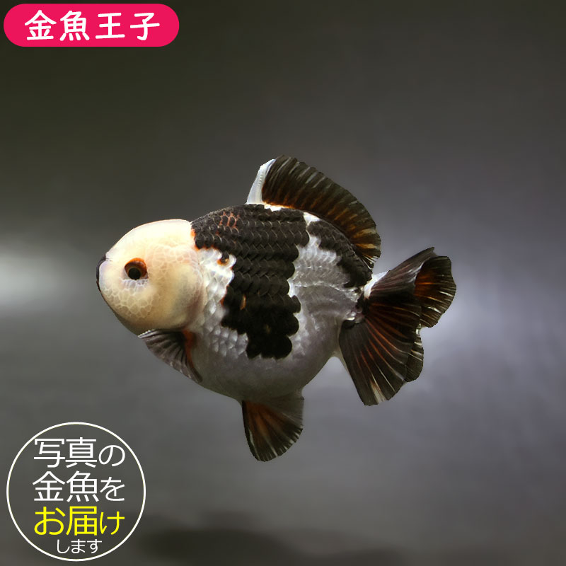 【金魚王子】トリカラーオランダ 9.5cm前後 (個体番号:xsw294) 金魚 きんぎょ 生体 オランダ獅子頭 厳選個体