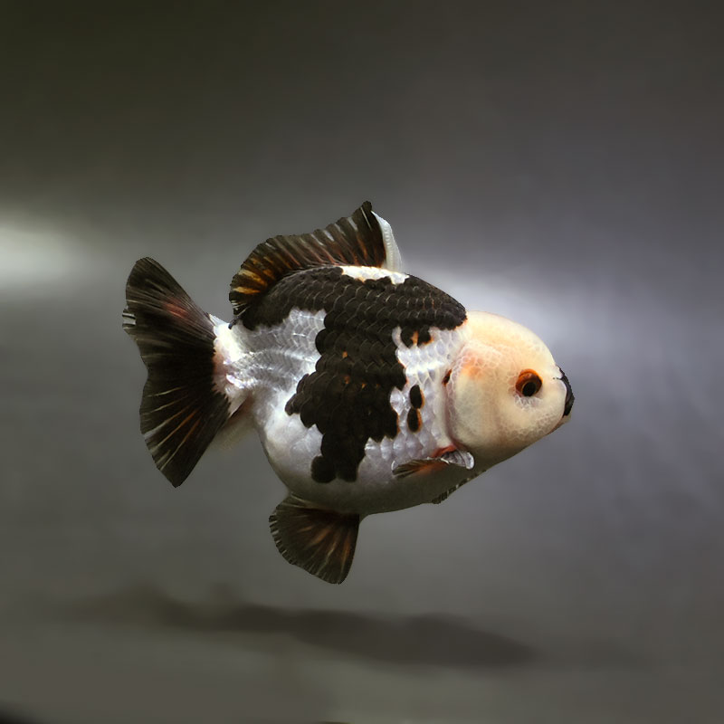 【金魚王子】トリカラーオランダ 9.5cm前後 (個体番号:xsw294) 金魚 きんぎょ 生体 オランダ獅子頭 厳選個体