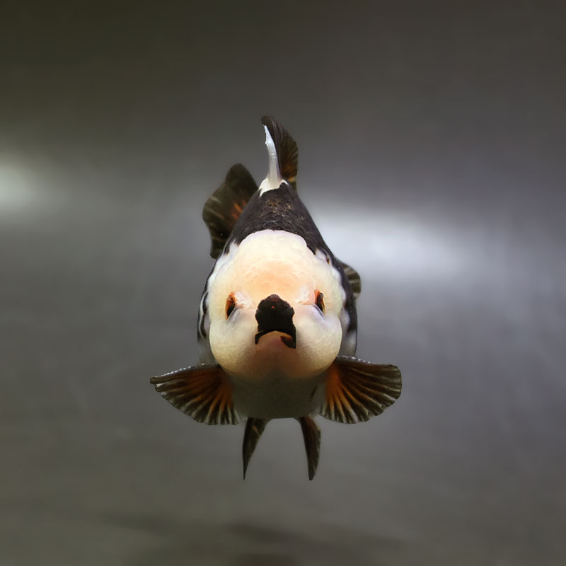 金魚王子】トリカラーオランダ 9.5cm前後 (個体番号：xsw294) 金魚