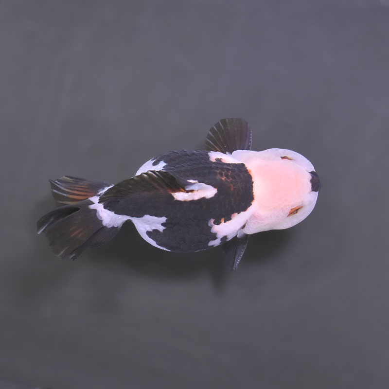 金魚王子】トリカラーオランダ 9.5cm前後 (個体番号：xsw294) 金魚