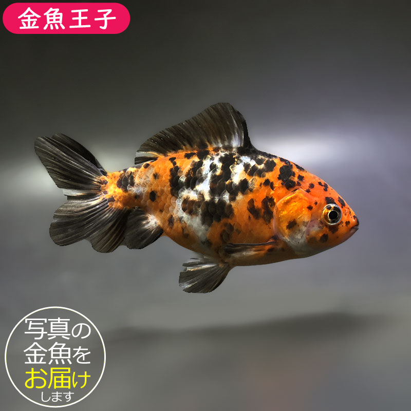 金魚11匹 和金【15匹】 金魚 アクアポニックス 淡水 飼育 養殖