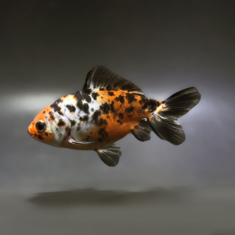 和金　体高おばけ　(金魚) 金魚王子】三色和金（四つ尾） 14cm前後 (個体番号：xsw471) 金魚