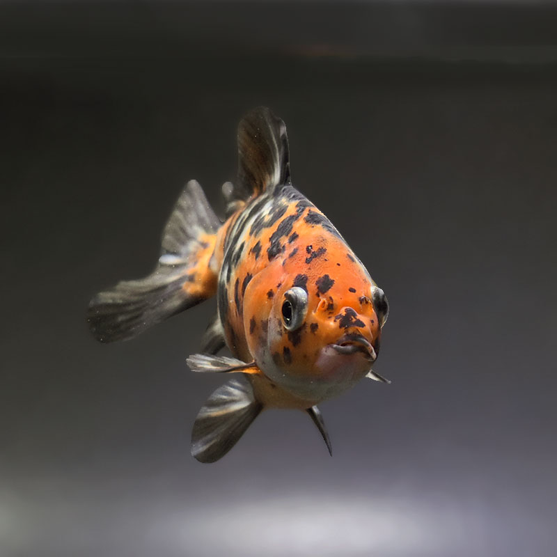 金魚王子】三色和金（四つ尾） 14cm前後 (個体番号：xsw471) 金魚
