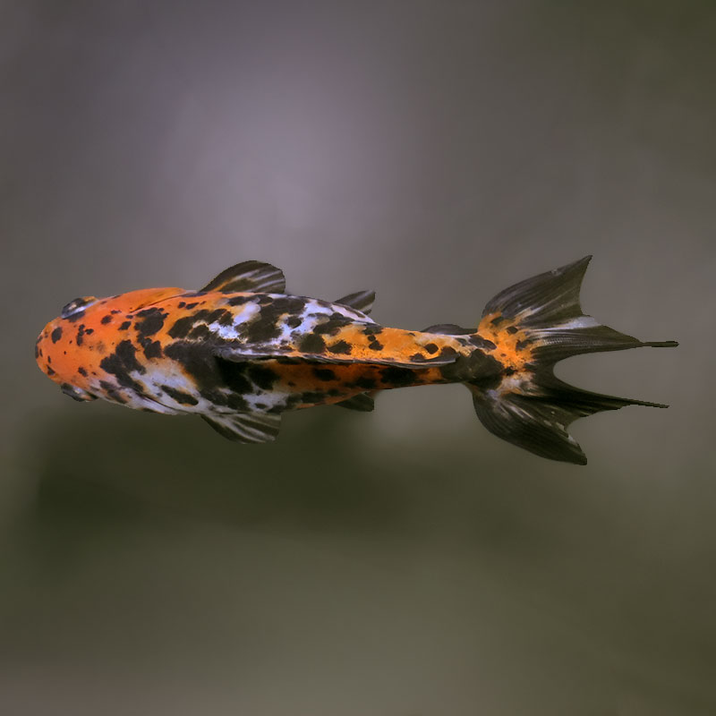 和金　体高おばけ　(金魚) 金魚王子】三色和金（四つ尾） 14cm前後 (個体番号：xsw471) 金魚