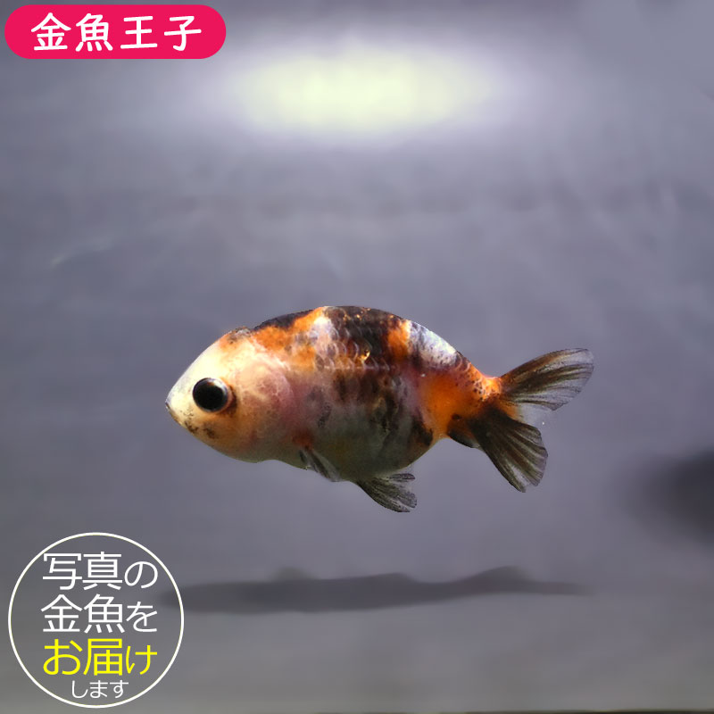 金魚王子】ベビーらんちゅう 6±1cm前後 (個体番号：xsw811) 金魚
