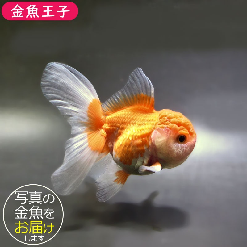 金魚王子】更紗バルーンオランダ 10±1cm前後 (個体番号：zaq255) 金魚