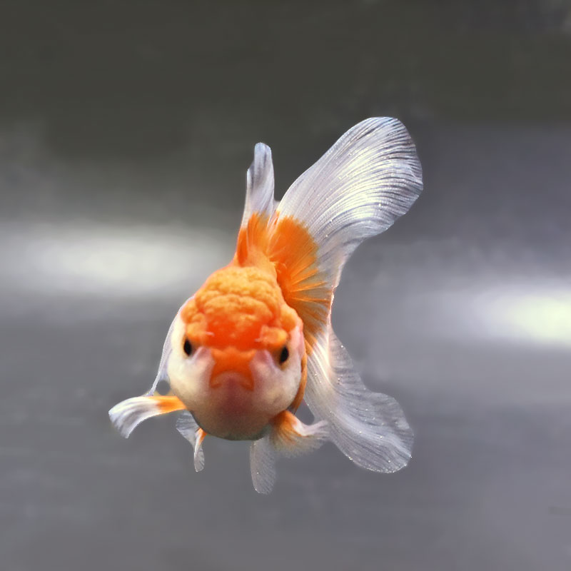 金魚王子】更紗バルーンオランダ 10±1cm前後 (個体番号：zaq255) 金魚