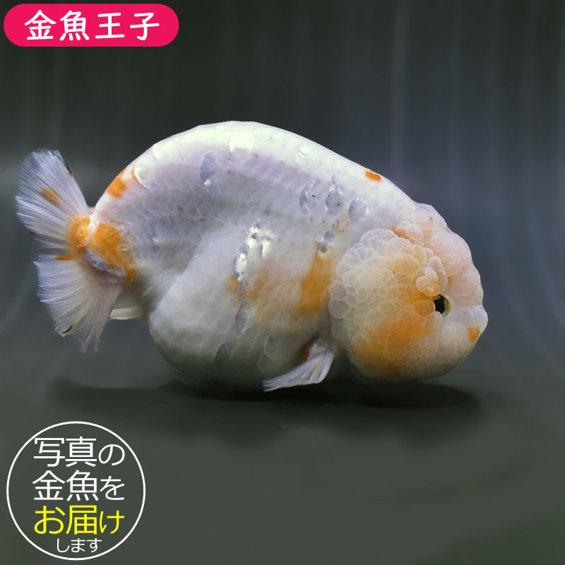 金魚王子】桜錦 15cm前後 (個体番号：zaq605) 金魚 きんぎょ 生体