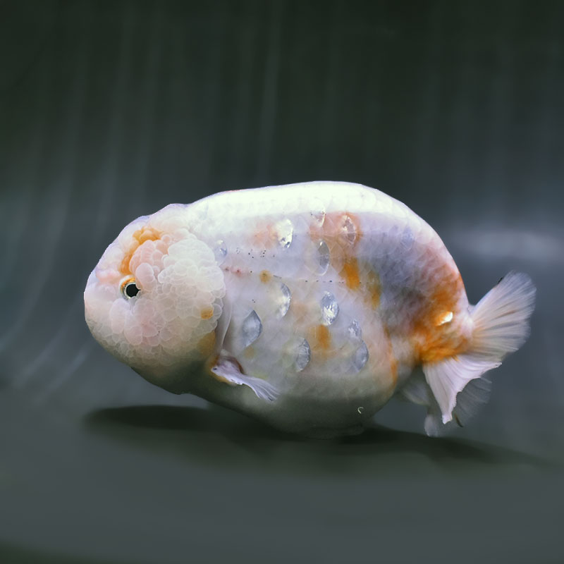 金魚王子】桜錦 15cm前後 (個体番号：zaq605) 金魚 きんぎょ 生体