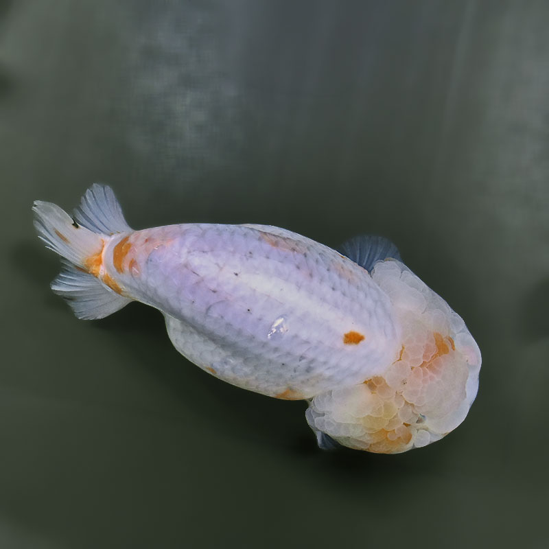 金魚王子】桜錦 15cm前後 (個体番号：zaq605) 金魚 きんぎょ 生体