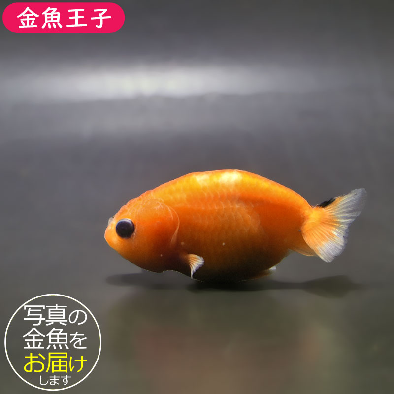 金魚王子】桜錦 6±1cm前後 (個体番号：zaq768) 金魚 きんぎょ 生体