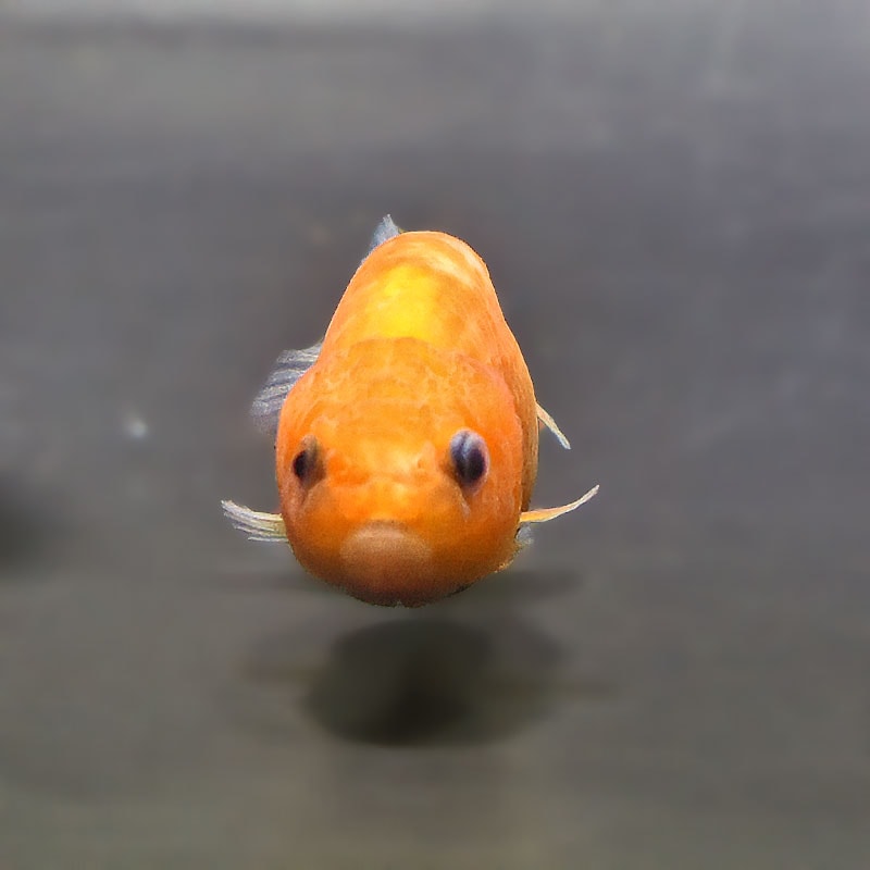 金魚王子】桜錦 6±1cm前後 (個体番号：zaq768) 金魚 きんぎょ 生体