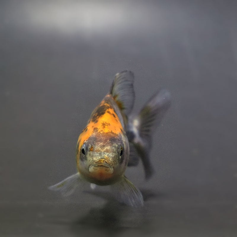 ドラゴン　鋳物 国産 ドラゴンスケールらんちゅう8㎝±（難あり） | 金魚