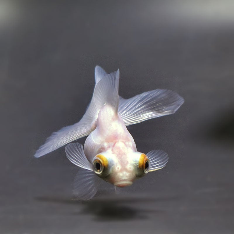 金魚王子】ホワイト蝶尾 7±1cm前後 (個体番号：cde551) 金魚