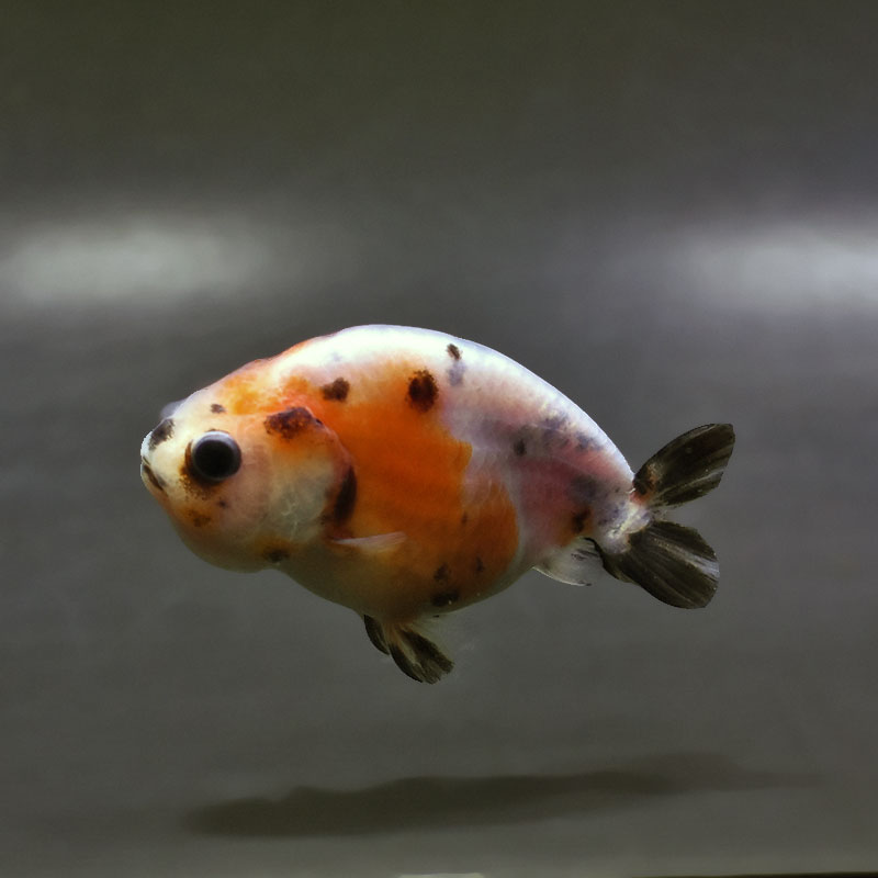 金魚王子】変わり柄らんちゅう 7～8cm前後 (個体番号：xsw137) 金魚