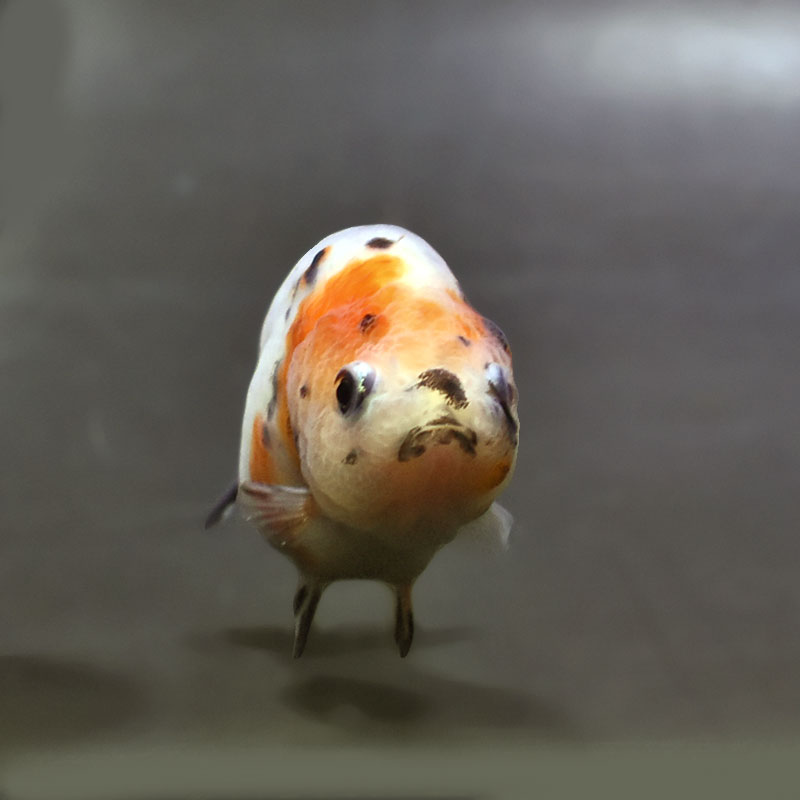 らんちゅう他 金魚王子】変わり柄らんちゅう 7～8cm前後 (個体番号：xsw137) 金魚