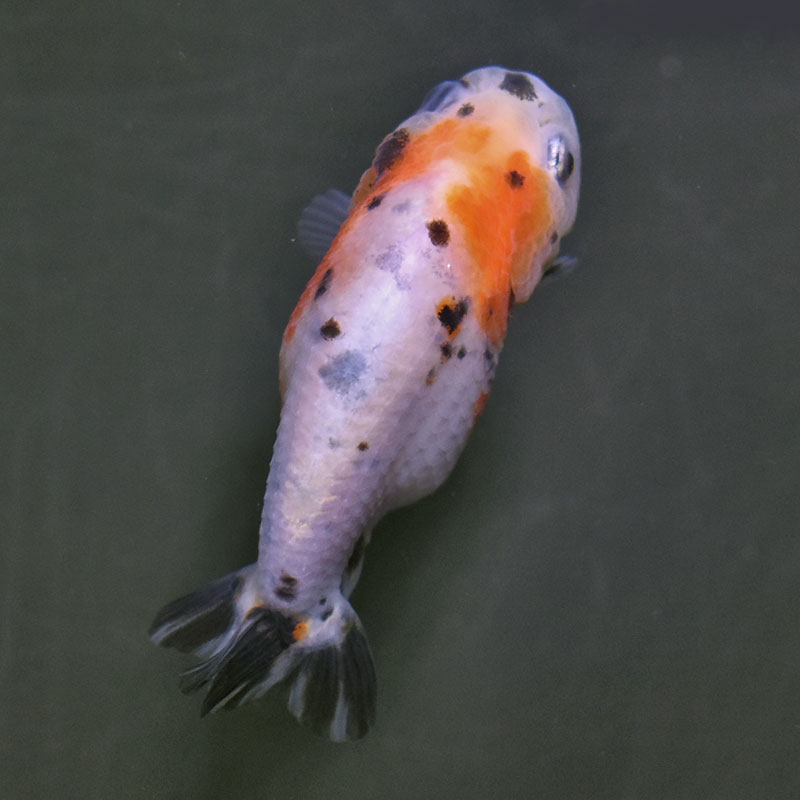 金魚王子】変わり柄らんちゅう 7～8cm前後 (個体番号：xsw137) 金魚
