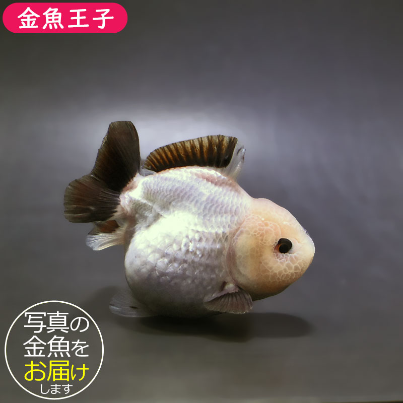 金魚王子】白黒オランダ 8.5cm前後 (個体番号：xsw295) 金魚 きんぎょ