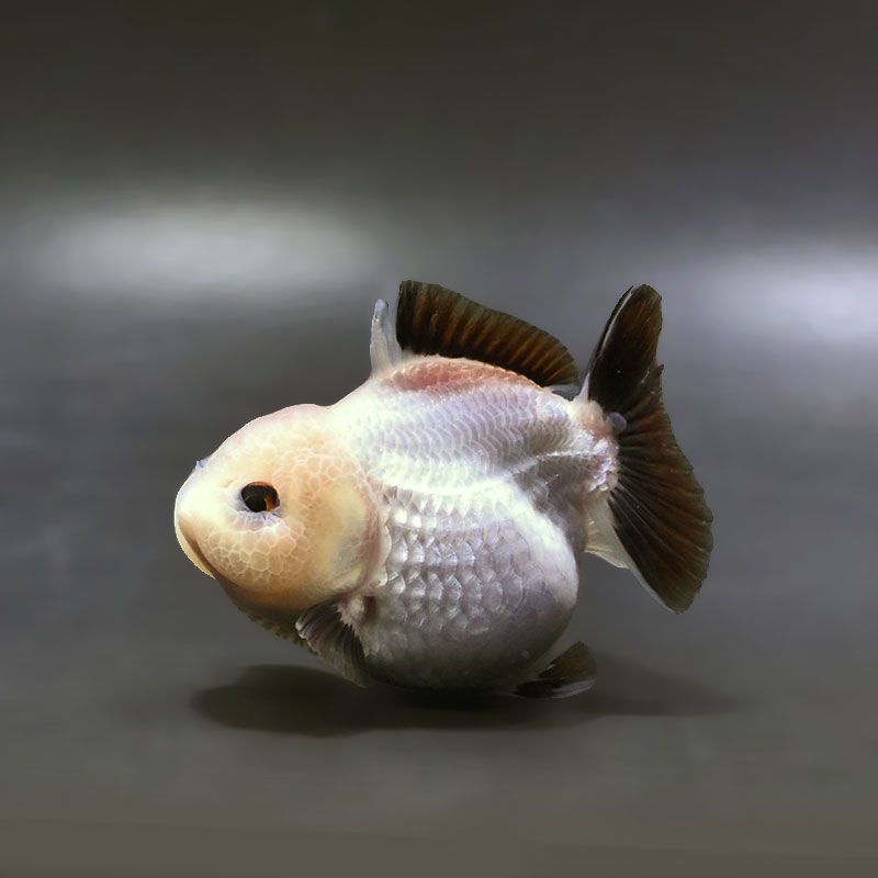 金魚王子】白黒オランダ 8.5cm前後 (個体番号：xsw295) 金魚 きんぎょ
