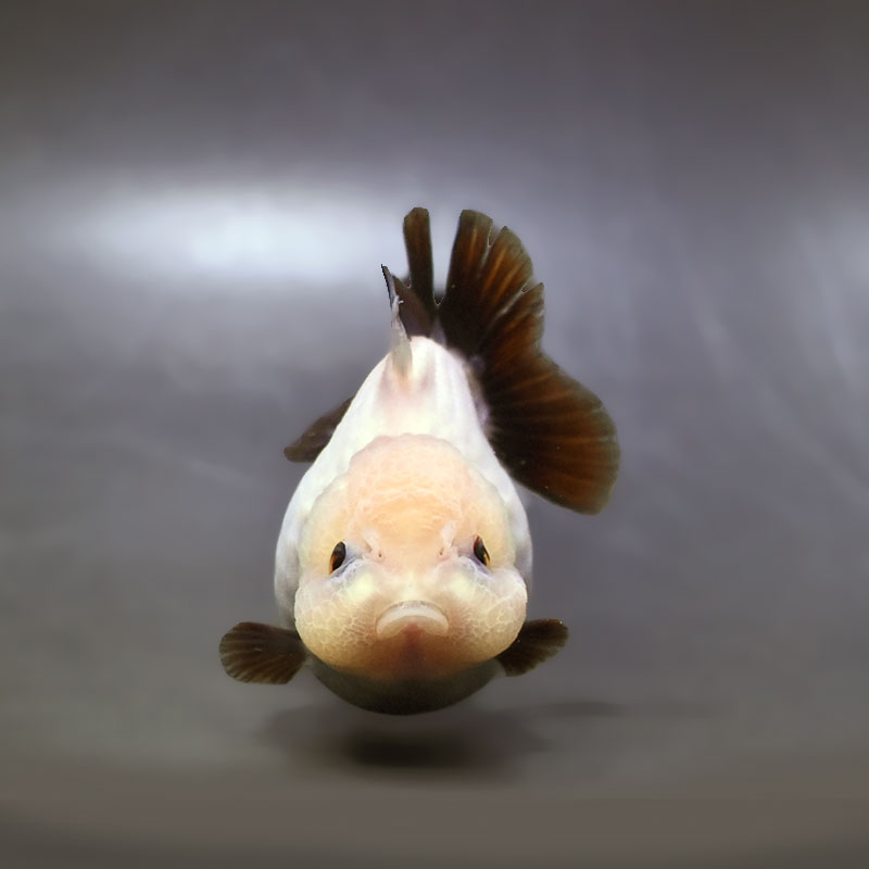 金魚王子】白黒オランダ 8.5cm前後 (個体番号：xsw295) 金魚 きんぎょ