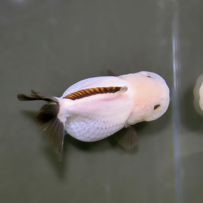 金魚王子】白黒オランダ 8.5cm前後 (個体番号：xsw295) 金魚 きんぎょ
