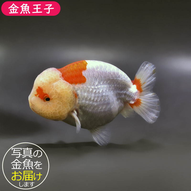金魚王子】桜錦 12cm前後 (個体番号：xsw481) 金魚 きんぎょ 生体 