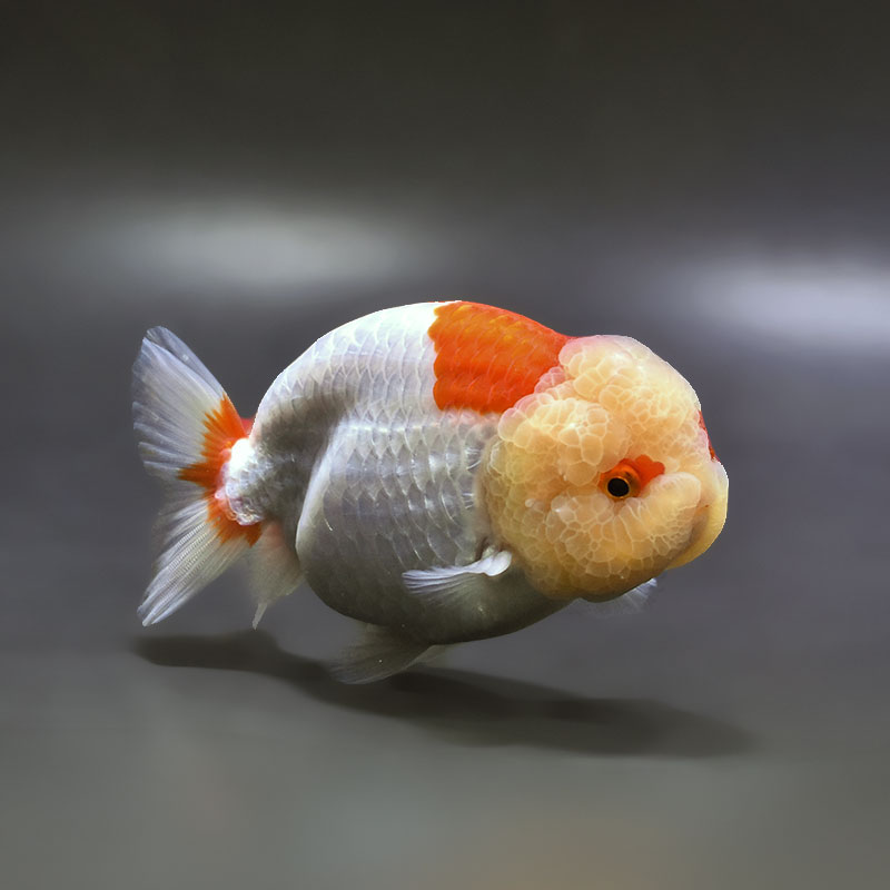 金魚王子】桜錦 12cm前後 (個体番号：xsw481) 金魚 きんぎょ 生体