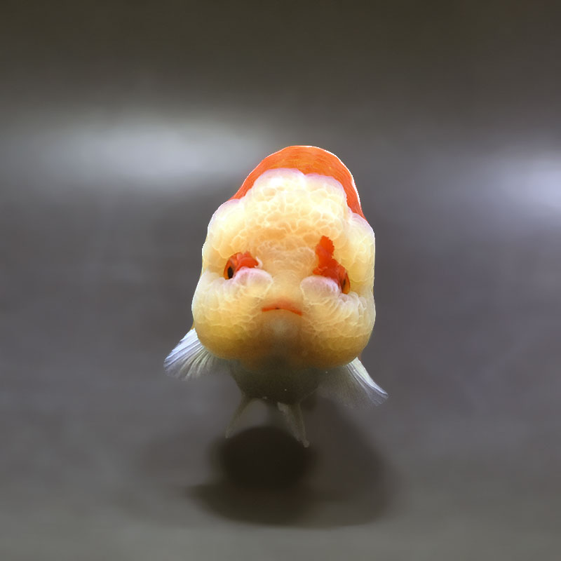 金魚王子】桜錦 12cm前後 (個体番号：xsw481) 金魚 きんぎょ 生体