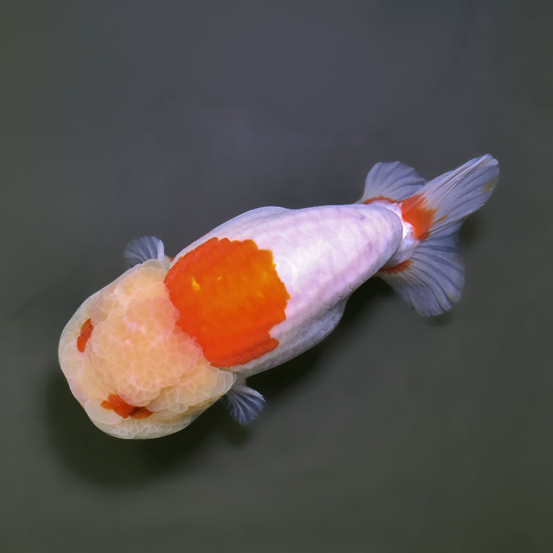 金魚王子】桜錦 12cm前後 (個体番号：xsw481) 金魚 きんぎょ 生体